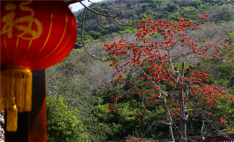 2月19日，三亚南山文化旅游区内的木棉花竞相盛开