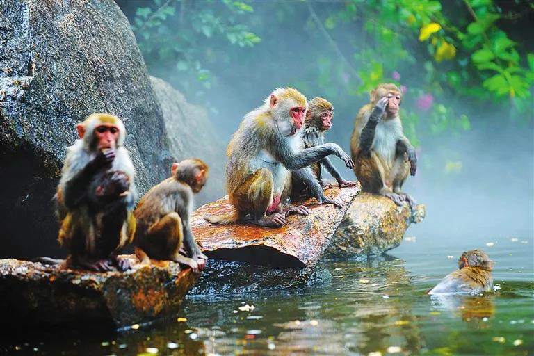 海南南湾猴岛生态旅游区1