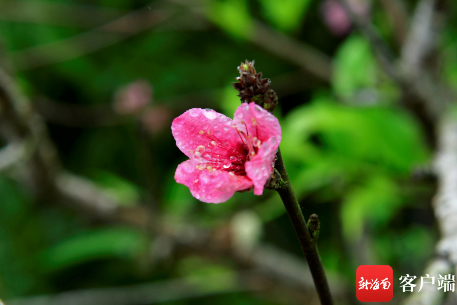 晶莹剔透、娇艳欲滴！琼岛早春桃花朵朵迷人眼