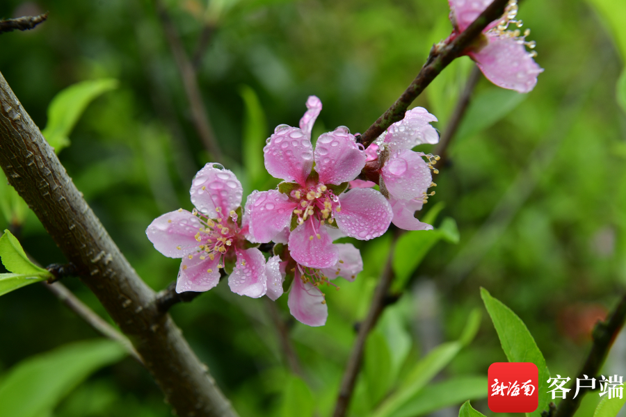 晶莹剔透、娇艳欲滴！琼岛早春桃花朵朵迷人眼