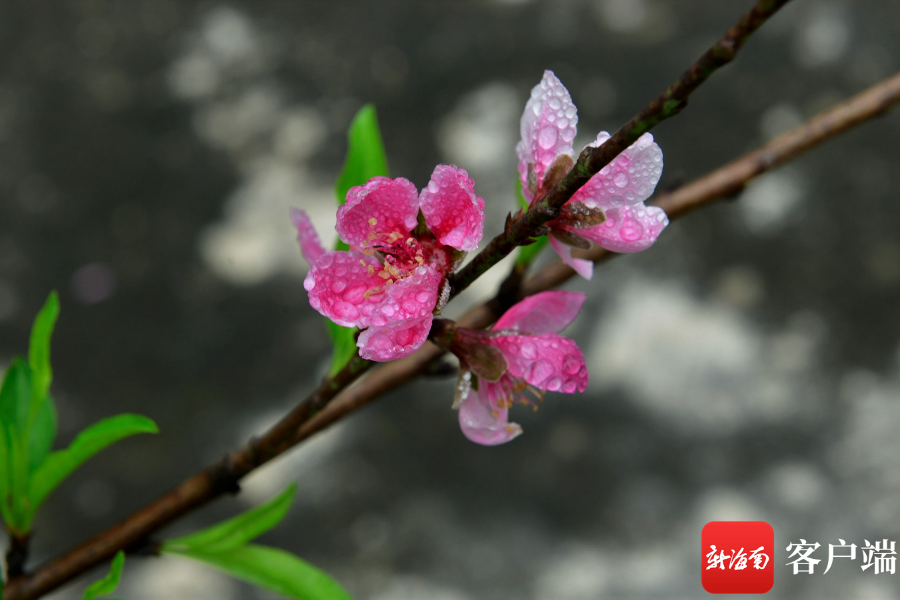 晶莹剔透、娇艳欲滴！琼岛早春桃花朵朵迷人眼