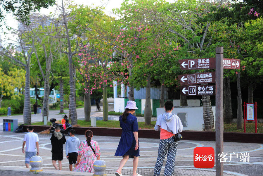 组图 | 三亚异木棉花盛开 成冬日里的一抹亮色