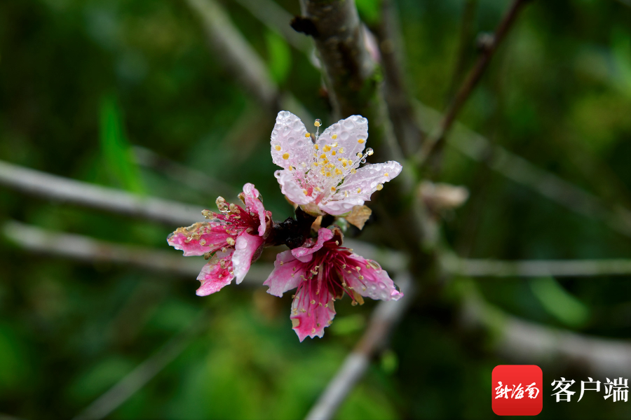 晶莹剔透、娇艳欲滴！琼岛早春桃花朵朵迷人眼