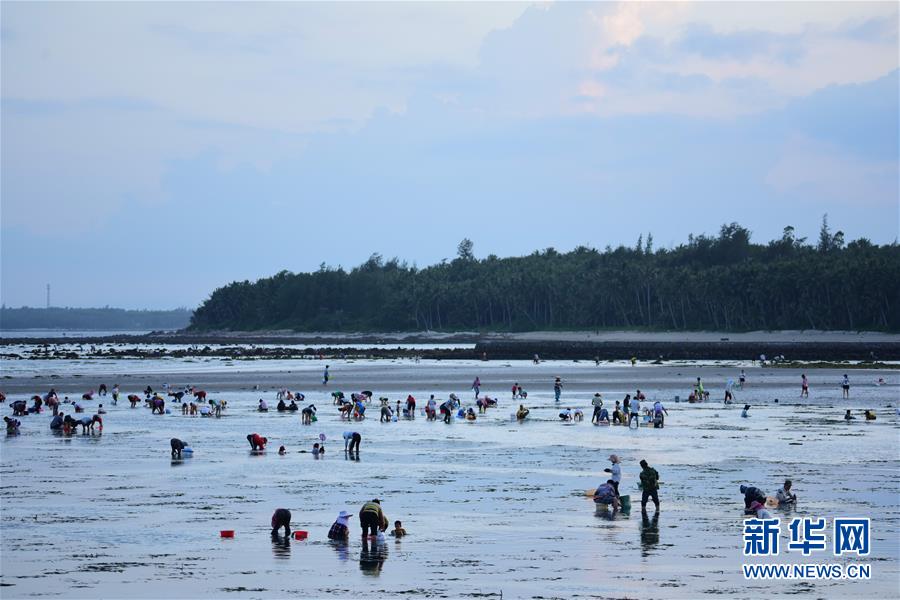 #（社会）（2）海南琼海：赶海拾贝