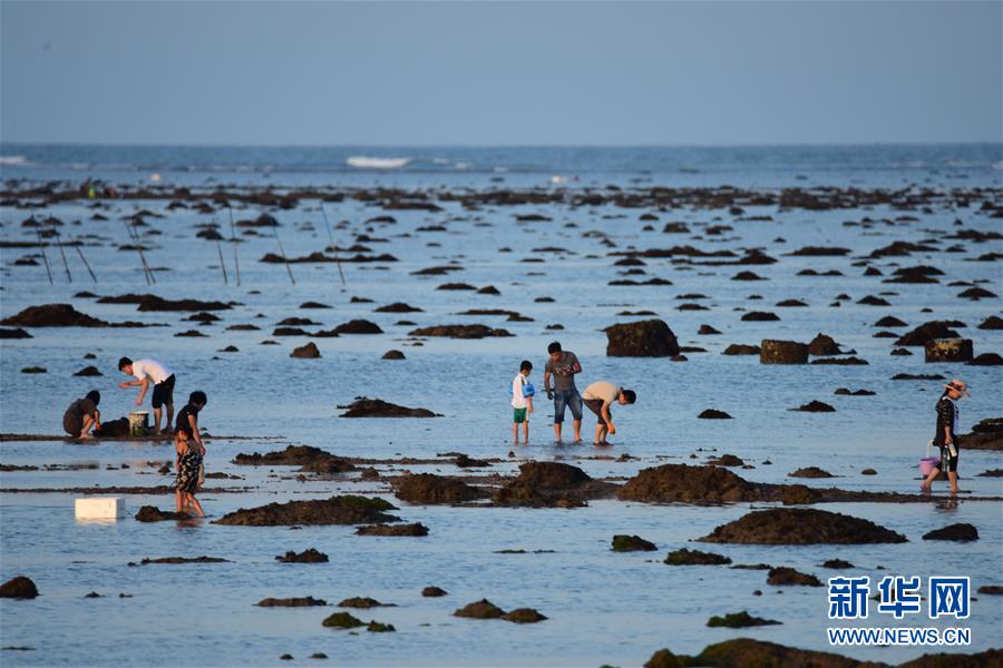#（社会）（3）海南琼海：赶海拾贝