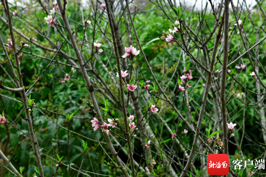 晶莹剔透、娇艳欲滴！琼岛早春桃花朵朵迷人眼