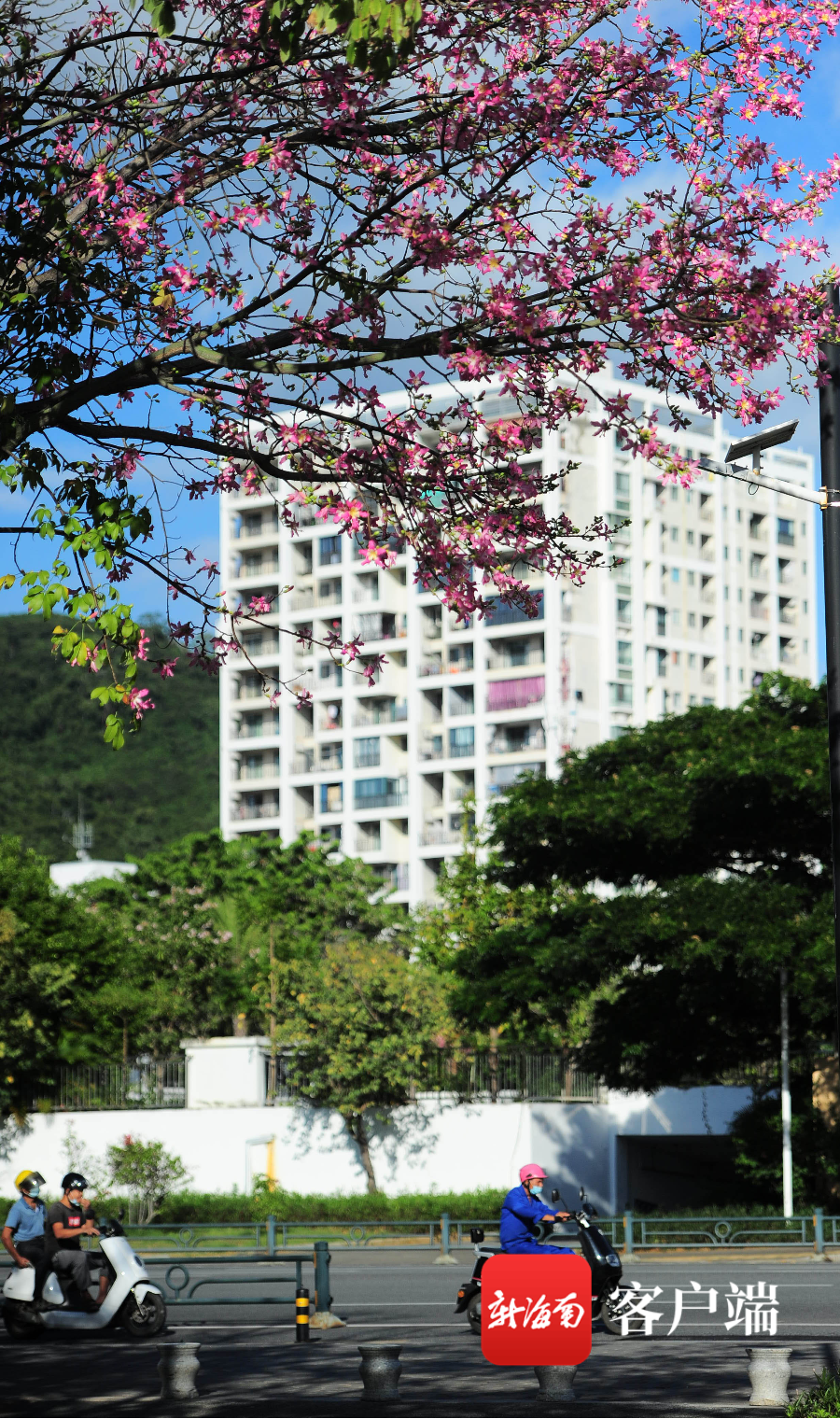 组图 | 三亚异木棉花盛开 成冬日里的一抹亮色